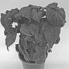 Solenostemon%20scutellarioides%20%27G18152%27