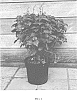 Plectranthus%20hybrid%20%27White001%27