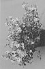 Jamesbrittenia%20hybrida%20%27INJAMSASKY%27