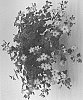 Jamesbrittenia%20hybrida%20%27INJAMSADAW%27