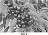 Prunus%20avium%20%27KSG%2003%20A%27