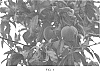 Prunus%20persica%20%271898%20AZ%27