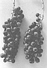 Vitis%20labrusca%20%27CXG20%27
