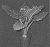 Alocasia%20hybrida%20%27AP091520%27