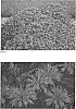 Monarda%20didyma%20%27Pardon%20My%20Lavendar%20II%27