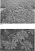 Monarda%20didyma%20%27Pardon%20My%20Lavendar%20II%27