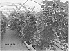 Rubus%20idaeus%20L.%20%27Plapink%2014103%27
