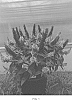Buddleia%20davidii%20%27Budcon1331%27