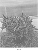 Buddleia%20davidii%20%27Conbud2080%27