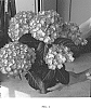 Hydrangea%20macrophylla%20%27Hokomabebos%27