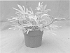 Ipomoea%20batatas%20%28L.%29%20Lam.%20%27NCORNSP-027SCMG%27