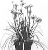 Allium%20tuberosum%20%27IFALCOD%27