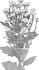 Chrysanthemum%20X%20morifolium%20%27DLFFOOT5%27
