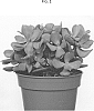 Crassula%20arborescens%20subsp.%20undulatifolia%20%27OVWOODS02%27