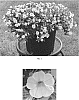 Calibrachoa%20x%20hybrida%20%27Balcongwiti%27