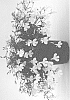 Lobelia%20erinus%20%27WNLOLACLWH%27
