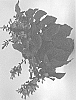 Salvia%20hybrida%20%27WNSVUPPK%27