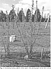 Ribes%20nigrum%20L.%20%27Stikine%27