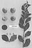 Prunus%20salicina%20%27Suplum64%27