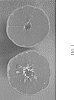 Citrus%20reticulata%20%2711C017R%27