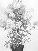 Hydrangea%20paniculata%20%27COUFLORI%27