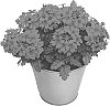 Verbena%20x%20hybrida%20%27KLEVP20076%27