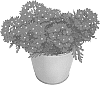 Verbena%20x%20hybrida%20%27KLEVP20064%27