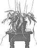 Epiphyllum%20anguligerum%20%27FIRE%27