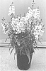 Angelonia%20angustifolia%20%27SAIANG001%27