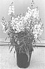 Angelonia%20angustifolia%20%27SAIANG001%27
