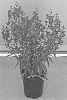 Angelonia%20angustifolia%20%27SAIANG003%27