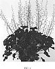 Heuchera%20hybrid%20%27Rex%20Black%27
