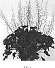 Heuchera%20hybrid%20%27Rex%20Black%27