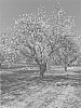 Prunus%20dulcis%20%27PY2%27