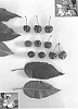 Prunus%20avium%20%27Jonred%20V%27
