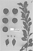 Prunus%20salicina%20x%20armeniaca%20%27SUPLUM61%27