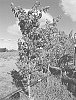 Prunus%20persica%20%28L.%29%20Batsch%20%27NECTARSAFIR%27