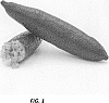 Citrus%20australasica%20var.%20sanguinea%20x%20Citrus%20australasica%20var.%20sanguinea.%20%27UF%20RedLime%27