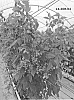 Rubus%20idaeus%20L.%20%27Plapink%2014116%27