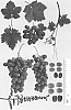 Vitis%20vinifera%20%27NAVSEL%2021%27