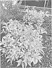 Weigela%20florida%20%27Magic%20Carpet%27