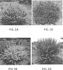 Abelia%20hybrid%20%2700-BC-47-13R%27
