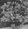 Rhododendron%20hybrida%20%27Spring%20Mate%27