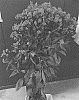 Eupatorium%20maculatum%20%27Doeuplipy%27