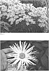 Leucanthemum%20x%20superbum%20%27Spun%20Silk%27