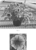 Petunia%20x%20hybrida%20%27Balsursbluv%27