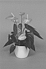 Anthurium%20andraeanum%20L.%20%27ANTHIHPIXG%27