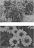 Echinacea%20hybrid%20%27Tanager%27