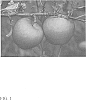 Malus%20domestica%20Borkh.%20%27SunSpark%27