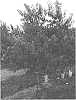 Prunus%20persica%20%28L.%29%20Batsch.%20%27SWEETJOY%27